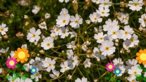 Проломник северный Стардаст. Краткий обзор, описание характеристик androsace villosa Star Dust