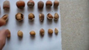 ФУНДУК в Мариуполе.  ОБЗОР орехов 14 СОРТОВ. overview of 14 varieties of hazelnuts