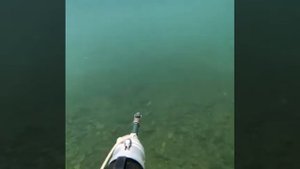 Алтай подводная охота Таймень