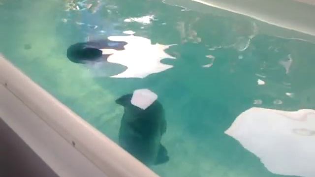 Нерпинарий в листвянке (байкал) 2 смотреть онлайн