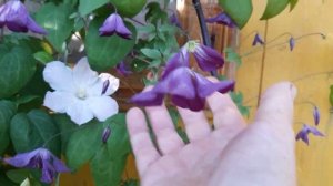 #клематисы #clematis / Два клематиса на одной опоре. Папа Иоанн Павел II(II) и Валенбург(III).