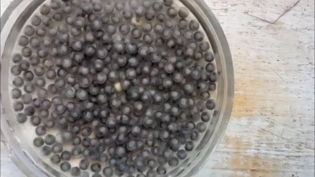 Сахалинский осётр (Acipenser mikadoi). Эмбрионы накануне выхода из оболочек. Алексин 29.04.2023 смотреть онлайн