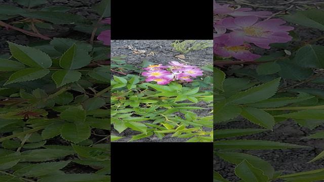 1000014719.mp4