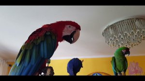 Утро попугаев.Выходной.  Попугаи, попугай Ара,какаду,Гиацинтовый Ара. Домашние животные, питомцы.