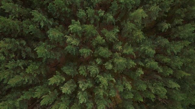 Музыка Для Глубоко Сна. Исцеление Нервной Системы. 740 Гц. Вибрации Света смотреть онлайн