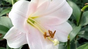 Лилия Кали "Cali"