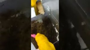 Машина для резки морской капусты