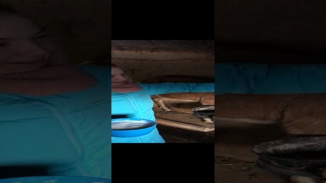 Сегодня подоили впервые козочку.