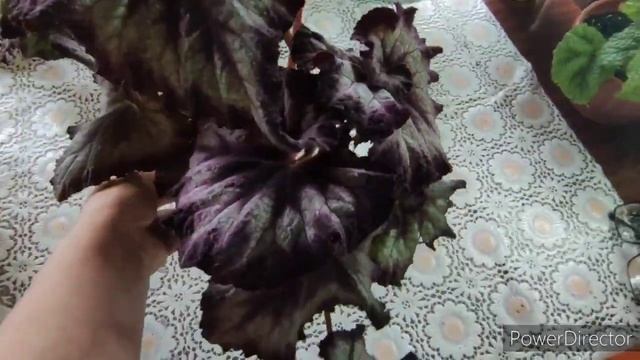 Бегония декоративно лиственная, вторая часть обзора, все взрослые бегонии моей коллекции смотреть онлайн