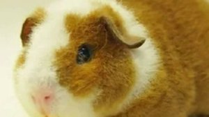 Топ 7 пород морских свинок