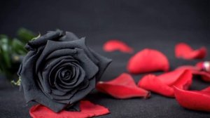 Султан Магомедов душевная песня 2023