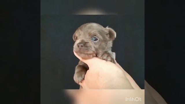 Мини,супер мини щенки чихуахуа лиловый окрас