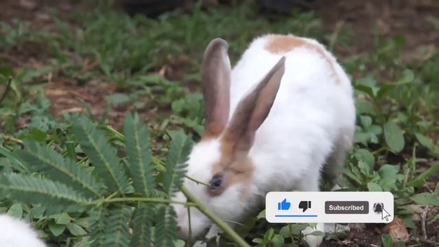 Учим Животных на английском Носорог Корова Лев Тигр Лошадь Развивающие Мультики для Детей смотреть онлайн