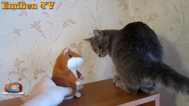 Хомяк повторюшка пристыдил кота