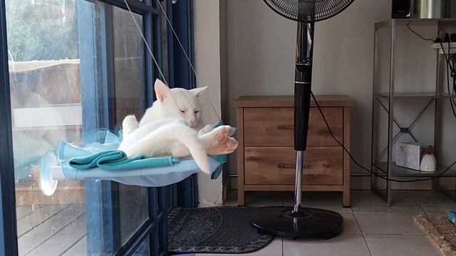 Когда просыпаешься с хорошим настроением. ? А с каким просыпаетесь вы? смотреть онлайн