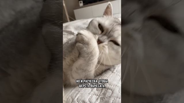 Почему у кота шершавый язык #кошка #кот #коты смотреть онлайн