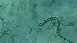 Угорь, Myrichthys maculosus, Тигровый острохвостый угорь