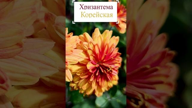 Хризантема корейская (Chrysanthemum coreanum).?