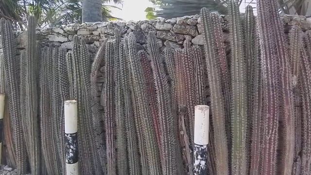 Оригинальный Забор на Бонэйре. смотреть онлайн