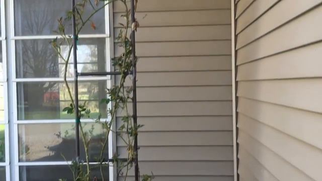 Spring Planting Ideas: Clematis and Roses смотреть онлайн