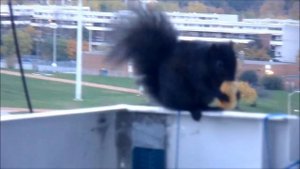 Агар ошиклигим айтсам Rajabiy Agar oshiqligim aytsam Squirrel Белка на балконе 11.kattaki sincap