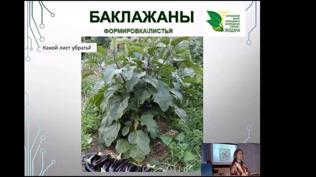 Баклажаны. Выращиваем без химии .Часть2.  #баклажаны