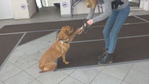 Занятие в группе по дрессировке (начальное послушание). Тольятти, 9 декабря 2018.