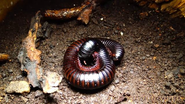 © 4K. Гигантский кивсяк (Archispirostreptus gigas) // смотреть онлайн