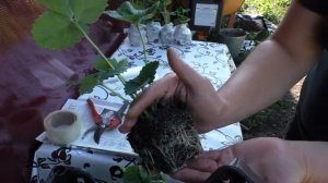 УПАКОВКА САЖЕНЦЕВ КЛУБНИКИ ДЛЯ ОТПРАВКИ ПОЧТОЙ