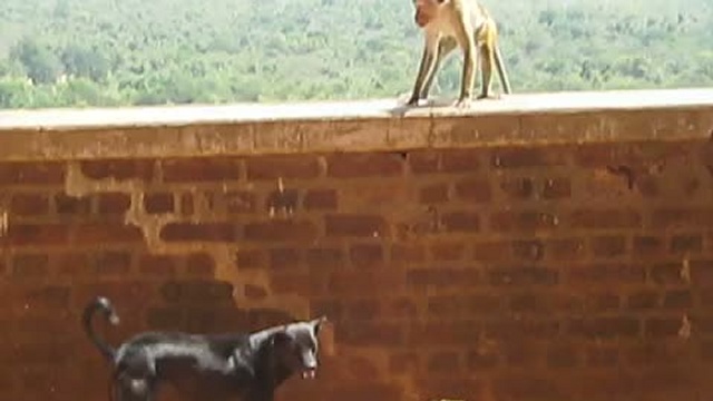 Лающая обезьянка. смотреть онлайн