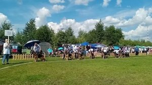 Группа производителя Фростен Русланд Ридик ч.1 / Моно немецких овчарок ранга ПК БРОННИЦЫ 10 августа