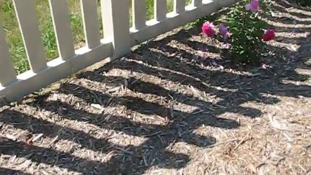 Young Lycidas roses смотреть онлайн