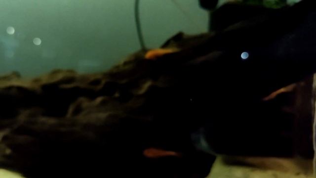 Сверхмощные и Стильные Аквариумные Чистильщики: Анциструсы-Прилипалы! смотреть онлайн