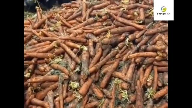 Морковь после хранения на овощехранилище ФХ "Мирон и К" (май 2021 г.) смотреть онлайн
