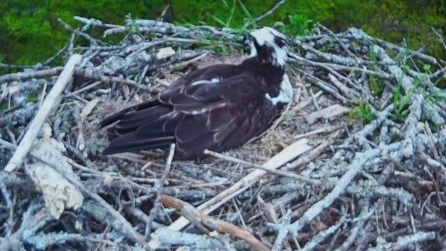 P4130406-проба съёмки с экрана компа на Helios 44-M6 с диафрагмой "4". смотреть онлайн