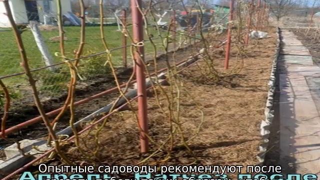 Ежевика бесшипная