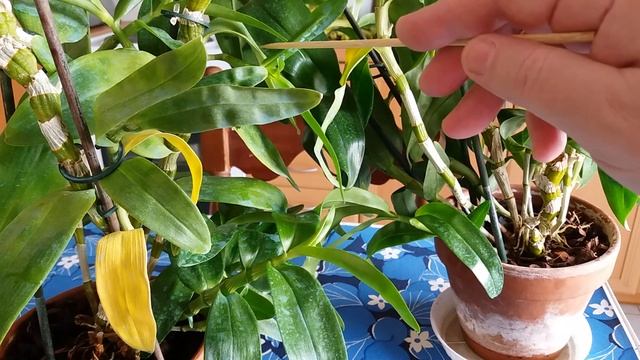 Орхидеи. Нужно ли отрезать старые безлистные псевдобульбы? смотреть онлайн