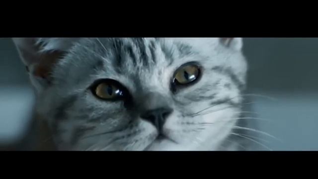 Экранная заставка "Whiskas". "Федеральная Рекламная Группа"