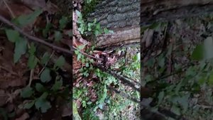 Гадюка обыкновенная.