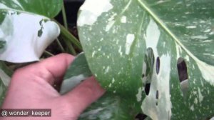 Petiole Length  Monstera deliciosa Vs borsigiana (large form,small form.. what are they .. )