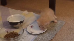 Кошки. 71ч. Котятам 3 недели! Попытка прикорма