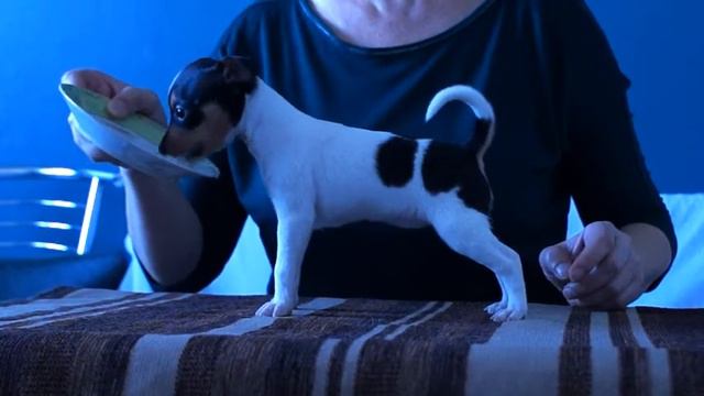 Найс литтле фокс Увертюра смотреть онлайн