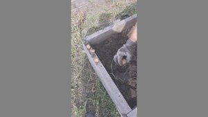 Оказывается я раньше выращивала неправильный картофель, пока не сделала вот что!