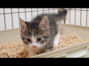 Котенок Коко особенно любит какать