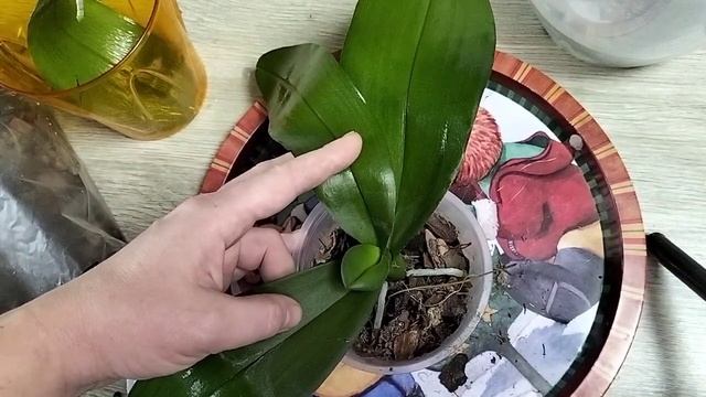 пересадка орхидея за 5 минут смотреть онлайн