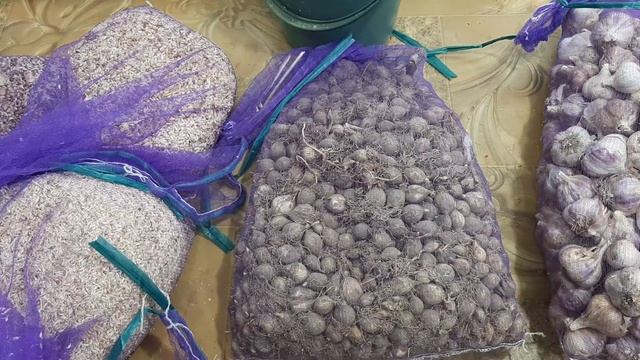 Виды посадочного материала чеснока. Воздушная бульбочка, однозубка или зубок? Что выбрать? смотреть онлайн