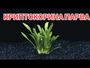 КРИПТОКОРИНА ПАРВА. СОДЕРЖАНИЕ В АКВАРИУМЕ И СОВЕТЫ ПО УХОДУ