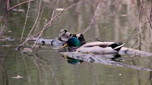 Утиные истории на Утином пруду