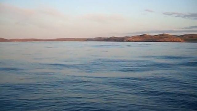 Дельфины баренцева моря смотреть онлайн