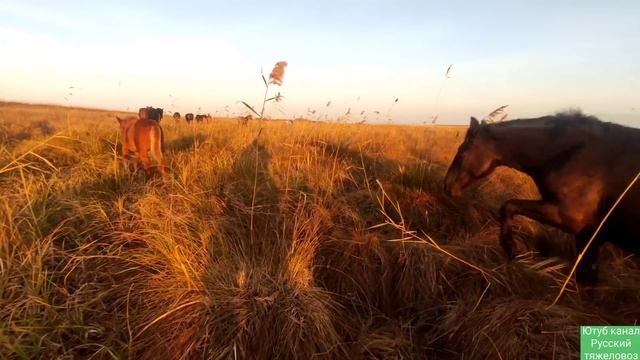 Кличка для жеребёнка| Анализ ДНК ещё не пришёл. смотреть онлайн